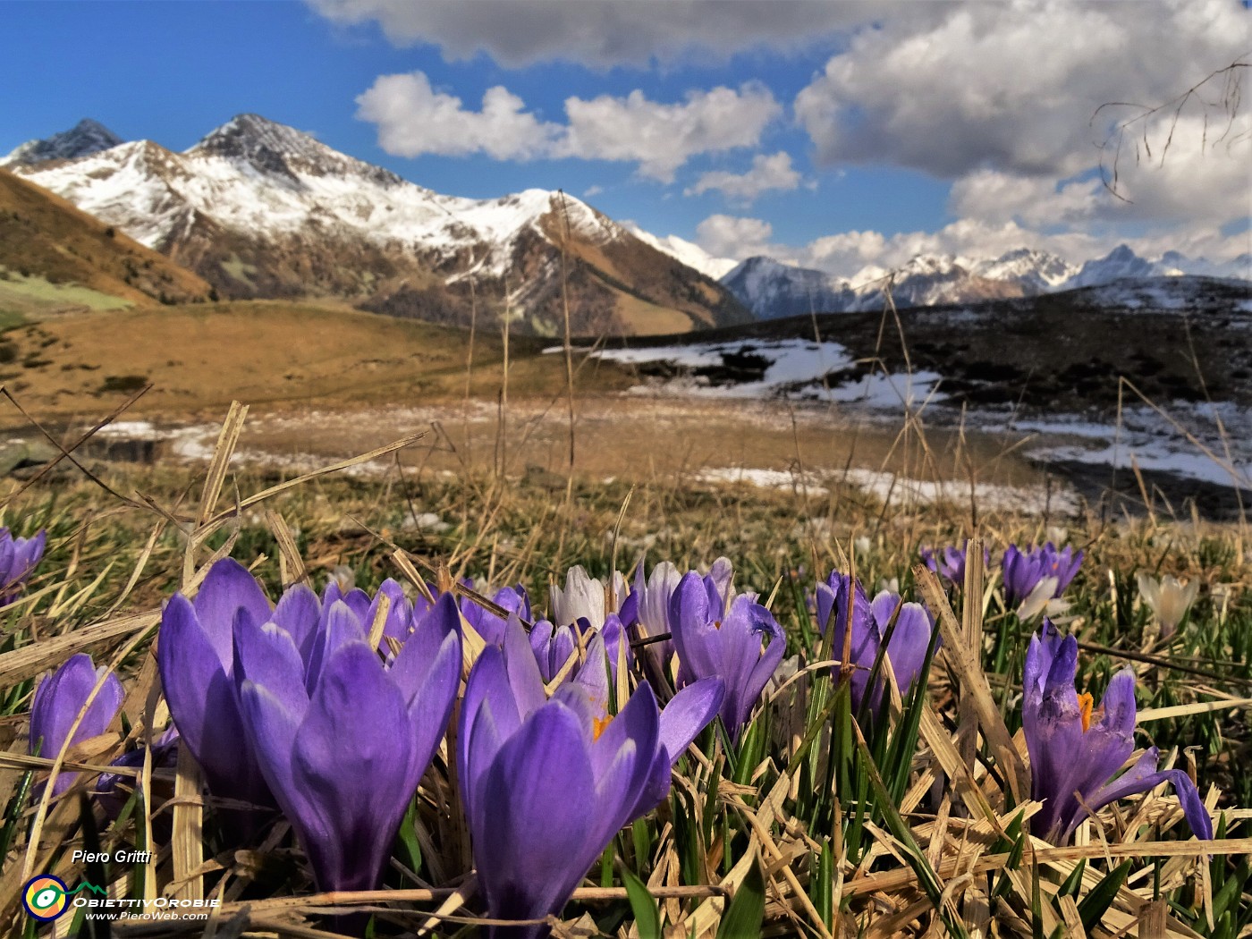 65 La neve si scioglie , fioriscono i Crocus vernus.JPG